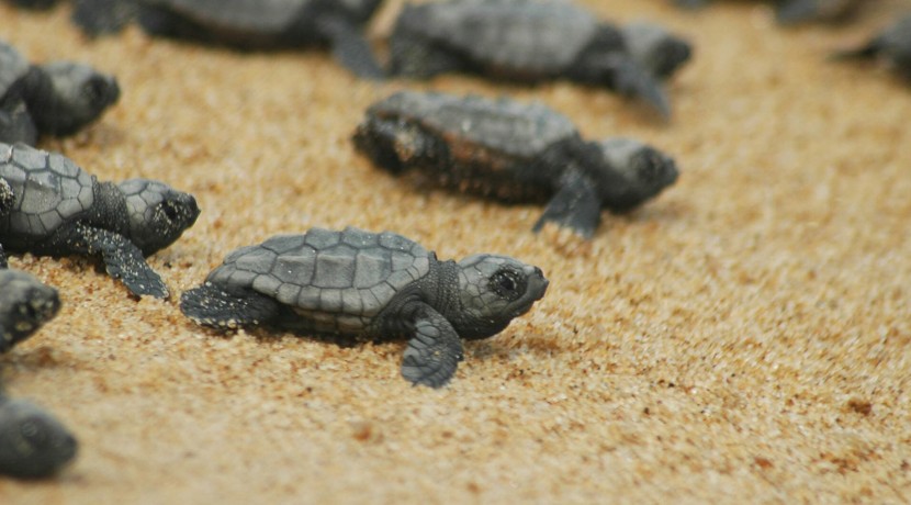 caretta caretta Dalyan