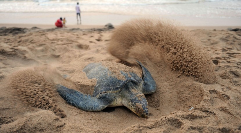 INDIA-ANIMAL-TURTLE